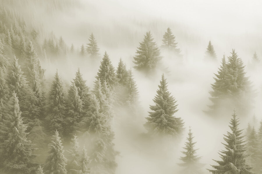 Groupe d'arbres dans le brouillard