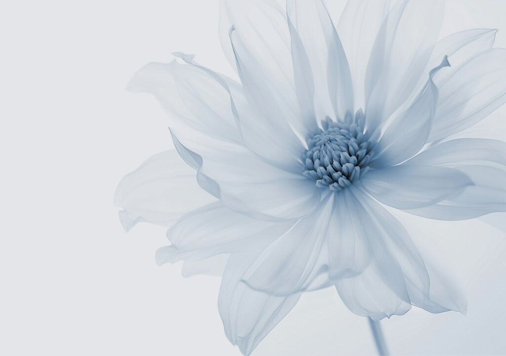Une floraison délicate dans des teintes douces Une floraison délicate dans des teintes douces