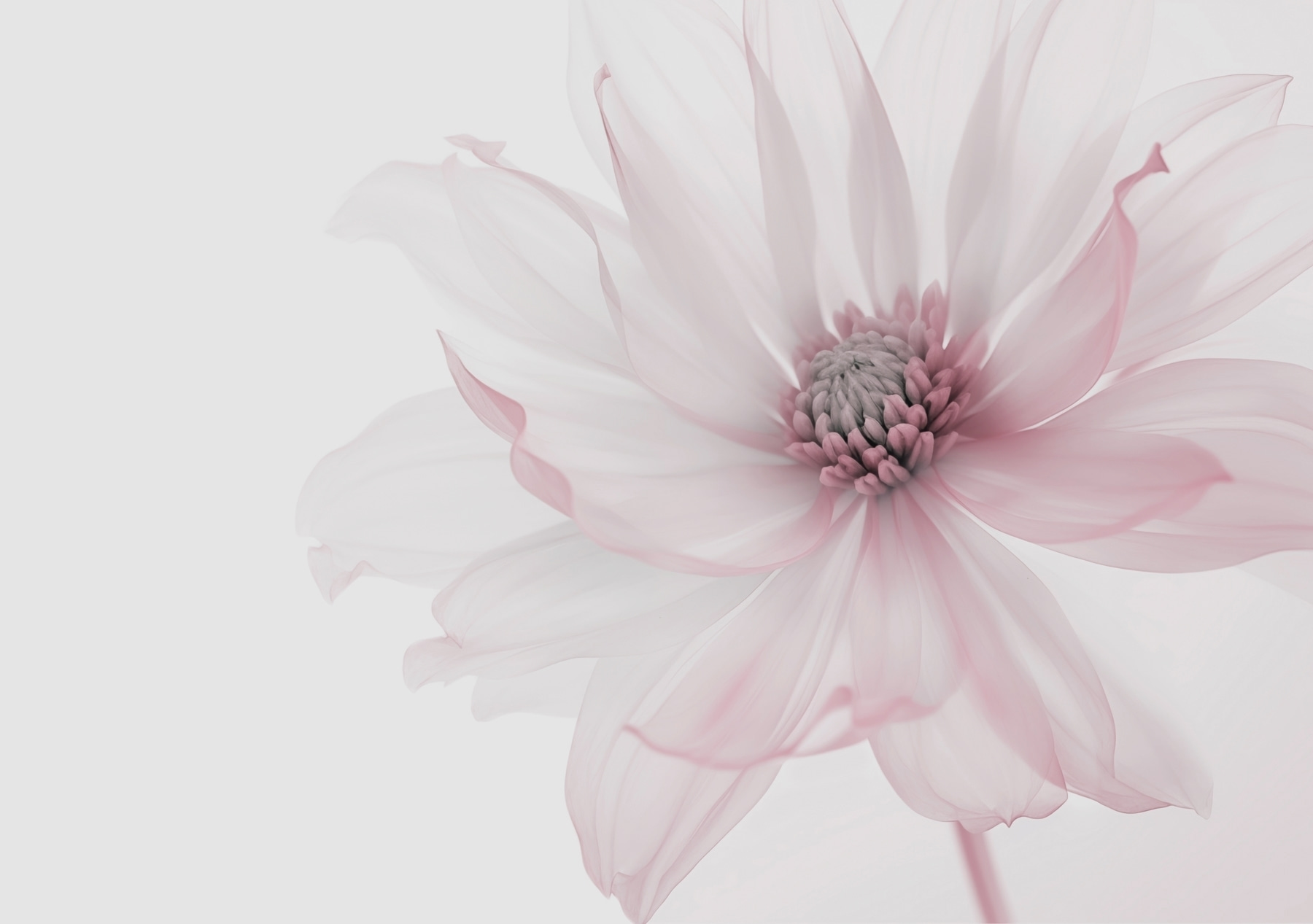 Delicate flower in soft hues Delicate flower in soft hues