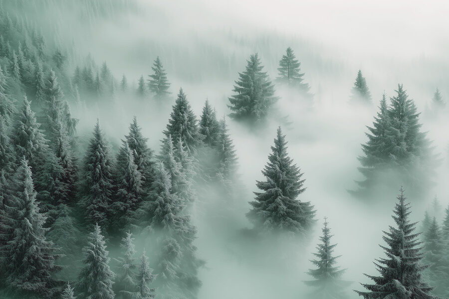 Groupe d'arbres dans le brouillard