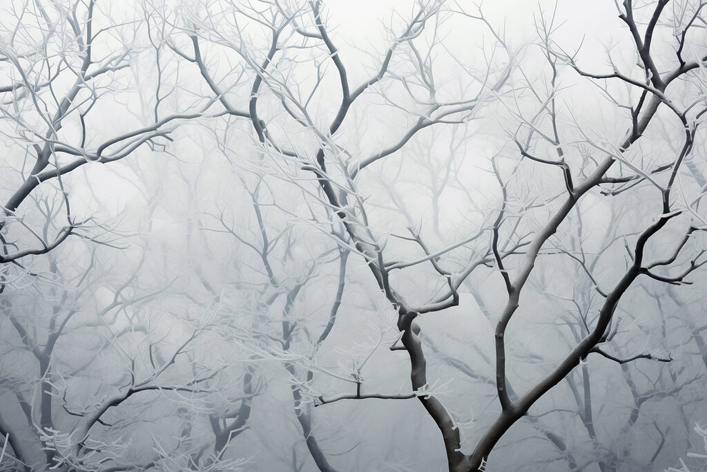 Tree branches with snow on them