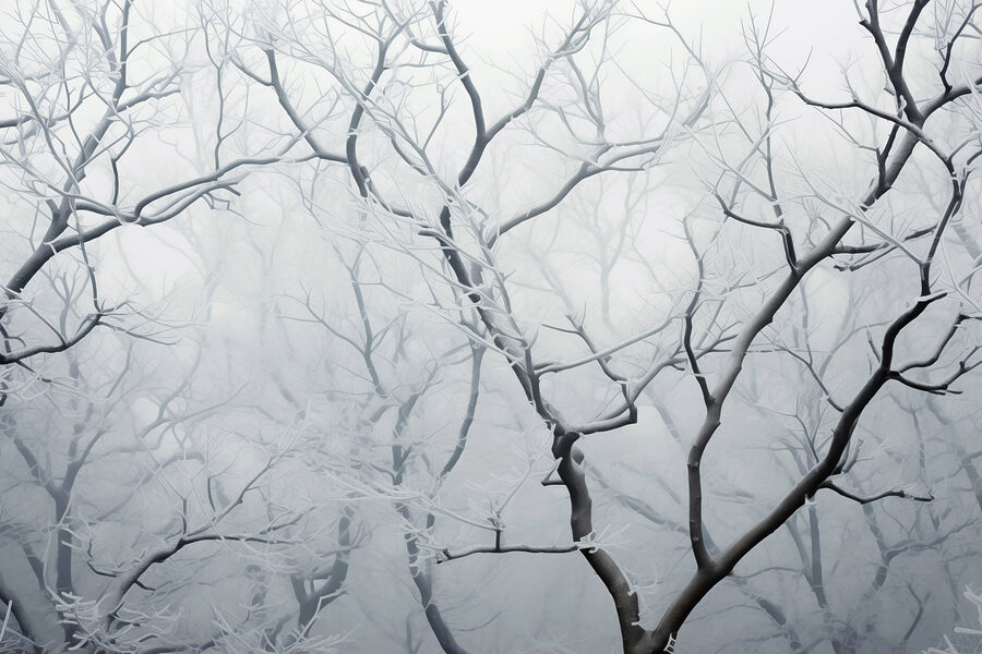 Branches d'arbres enneigées