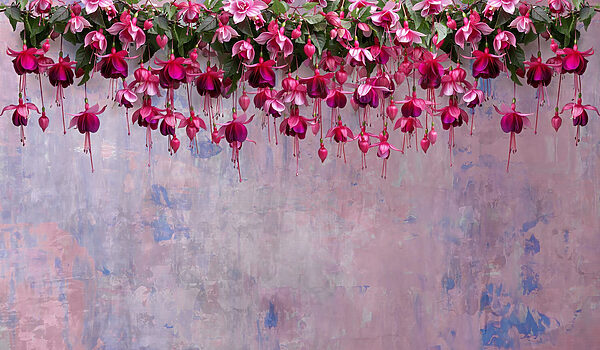 Groupe de fleurs roses Groupe de fleurs roses