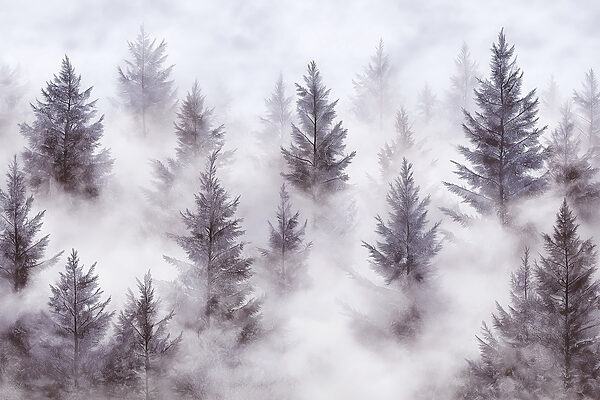 Groupe d'arbres dans le brouillard Groupe d'arbres dans le brouillard