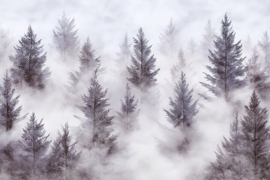 Groupe d'arbres dans le brouillard