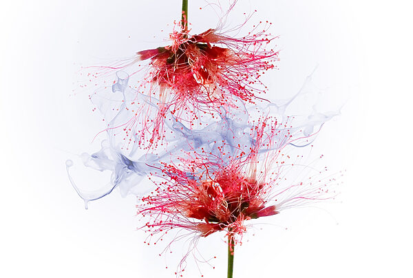 Fleurs éthérées aux couleurs douces Fleurs éthérées aux couleurs douces