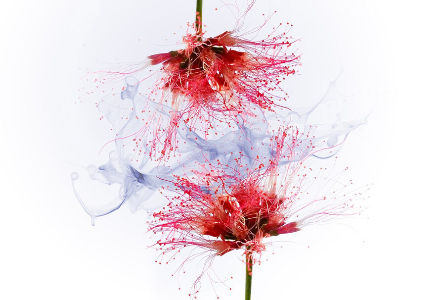 Fleurs éthérées aux couleurs douces