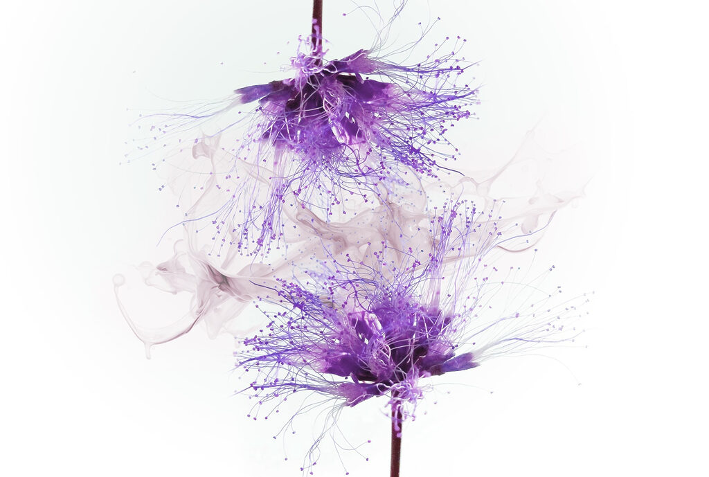Fleurs violettes avec éclaboussures violettes Fleurs violettes avec éclaboussures violettes