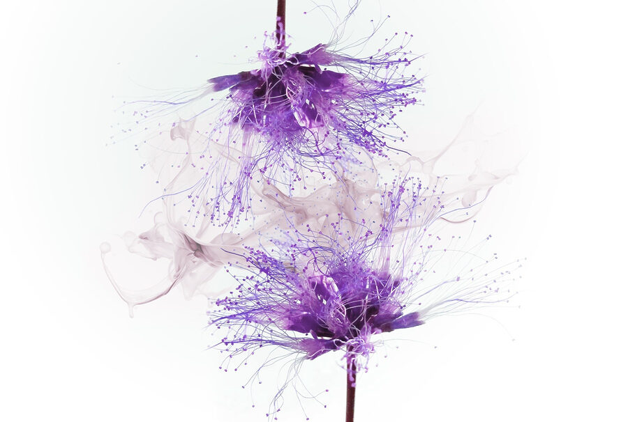 Fleurs violettes avec éclaboussures violettes