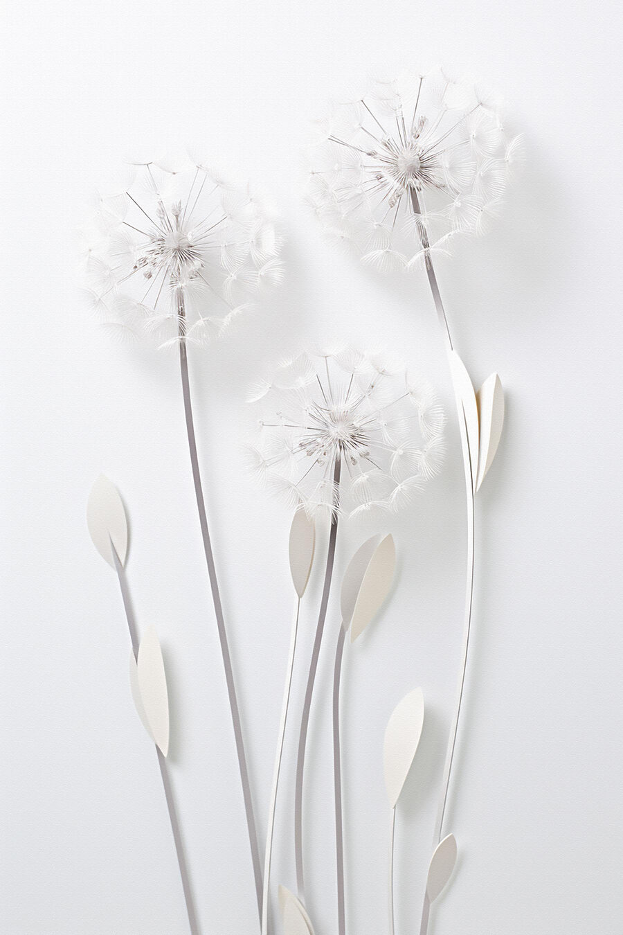 Fleurs délicates sur des tiges fines Fleurs délicates sur des tiges fines