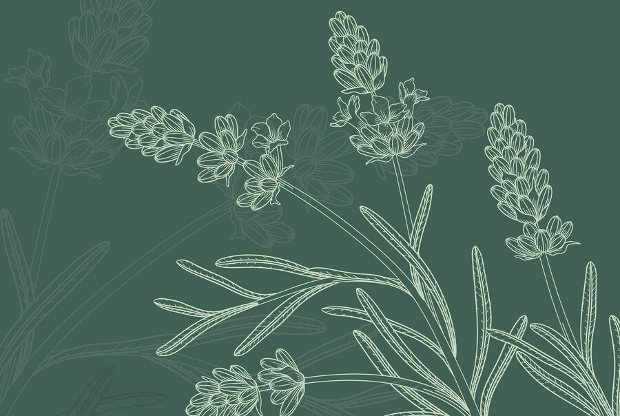 Papier peint Dessin d'une plante – Image 3