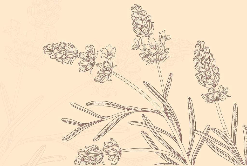 Dessin d'une plante Dessin d'une plante
