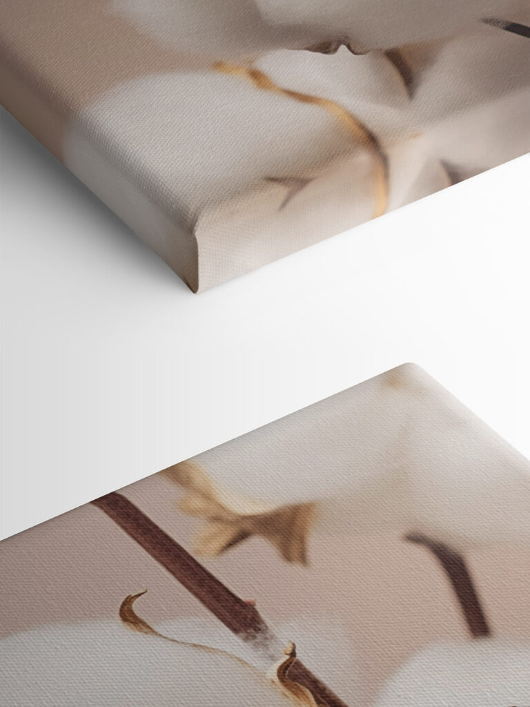 Soft cotton blooms in gentle light