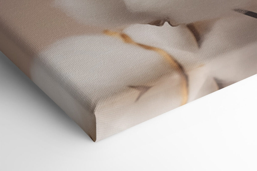 Soft cotton blooms in gentle light