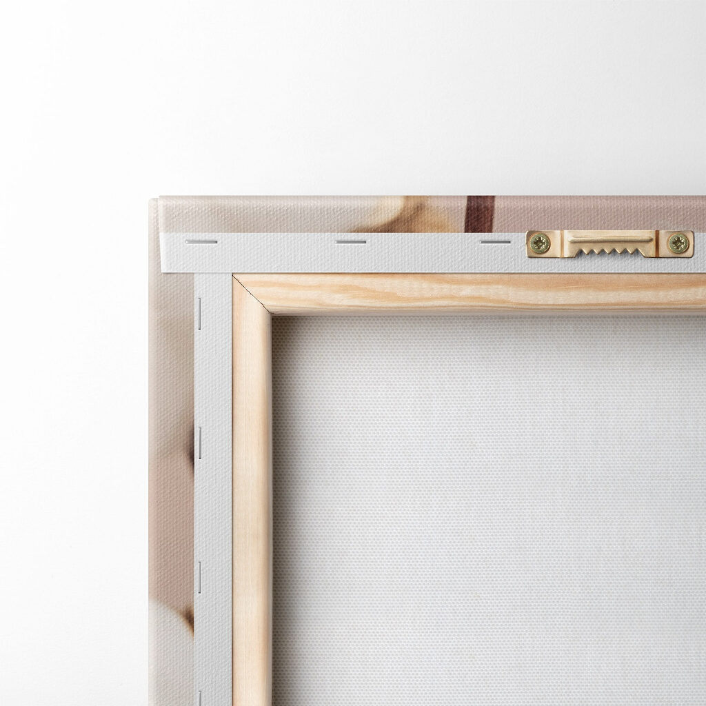 Soft cotton blooms in gentle light