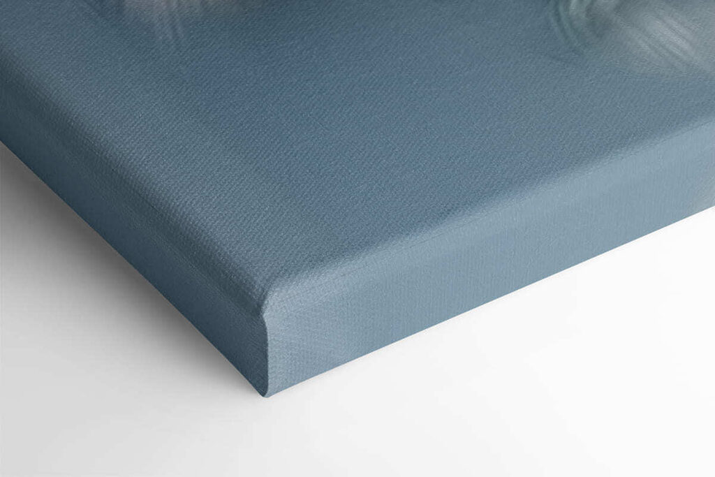 White rose with green leaves White rose with green leaves