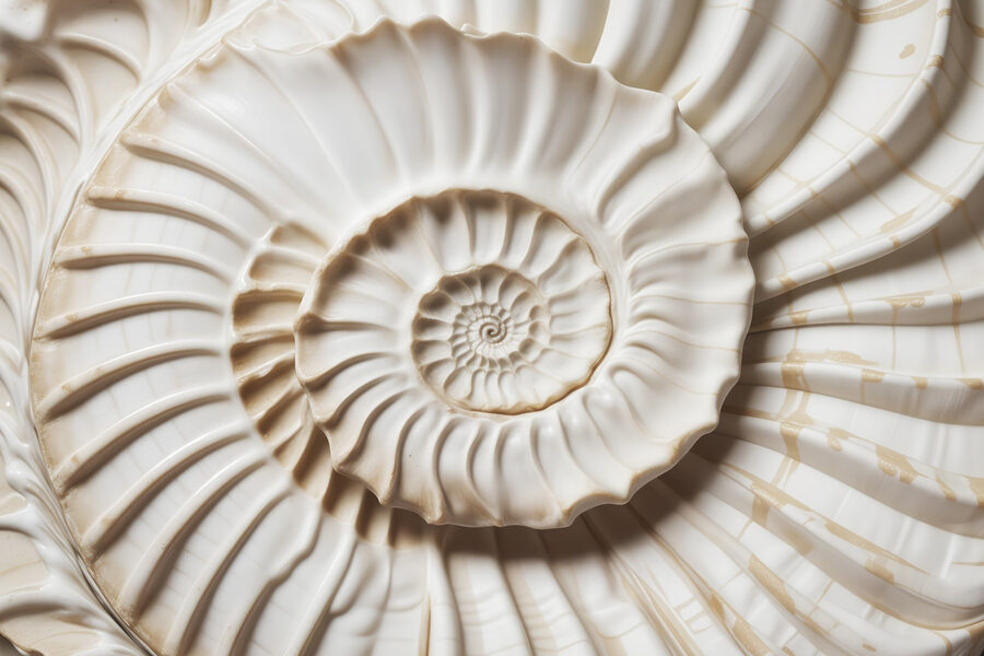 Un élégant motif de coquillage en spirale est magnifiquement mis en valeur. Un élégant motif de coquillage en spirale est magnifiquement mis en valeur.