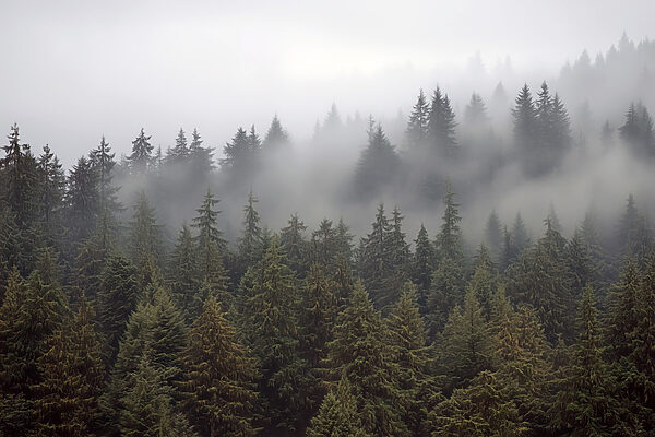 Groupe d'arbres avec brouillard Groupe d'arbres avec brouillard