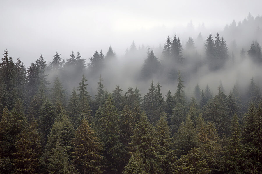 Groupe d'arbres avec brouillard