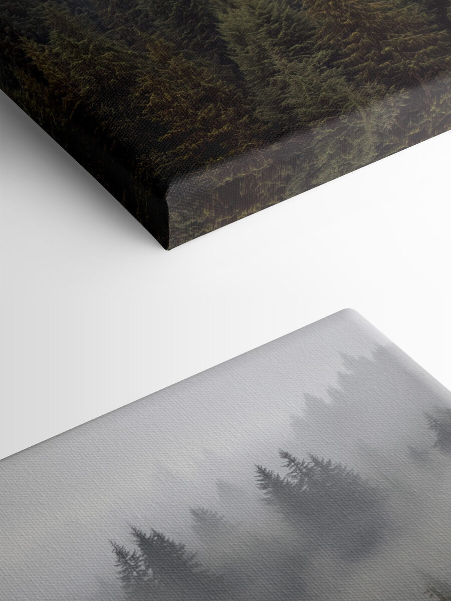Groupe d'arbres avec brouillard