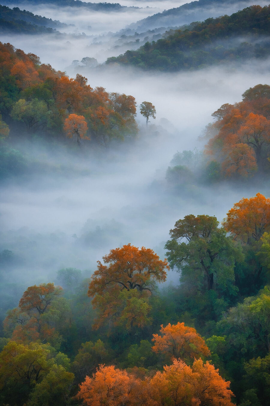 Forêt brumeuse avec des arbres