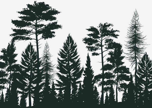 Groupe d'arbres dans une forêt Groupe d'arbres dans une forêt