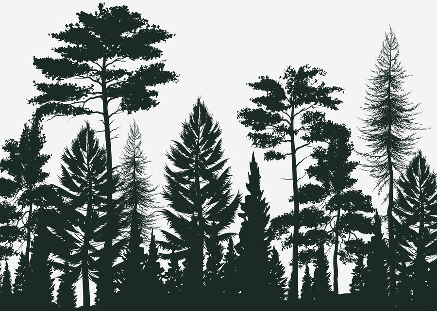 Groupe d'arbres dans une forêt