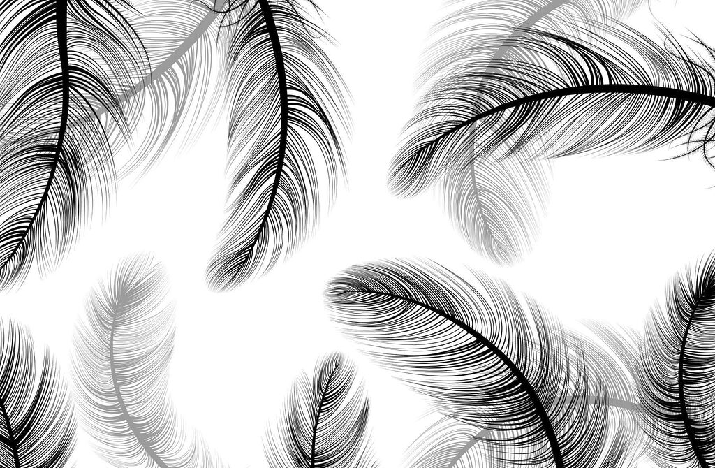 Groupe de plumes noires et blanches Groupe de plumes noires et blanches