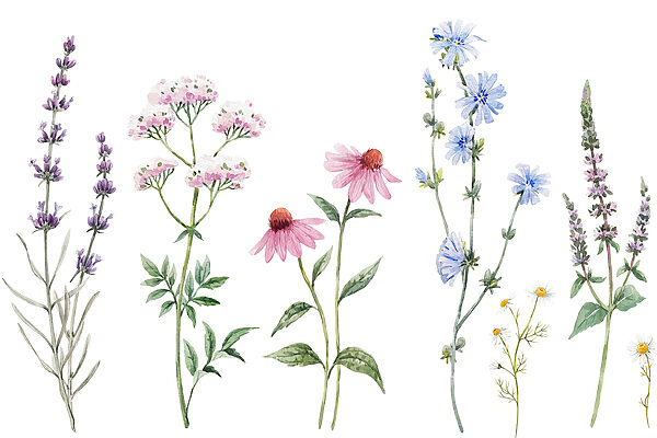 Groupe de fleurs sur fond blanc Groupe de fleurs sur fond blanc