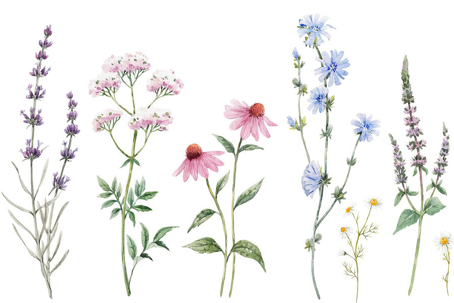 Groupe de fleurs sur fond blanc