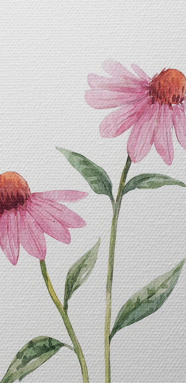 Groupe de fleurs sur fond blanc Groupe de fleurs sur fond blanc