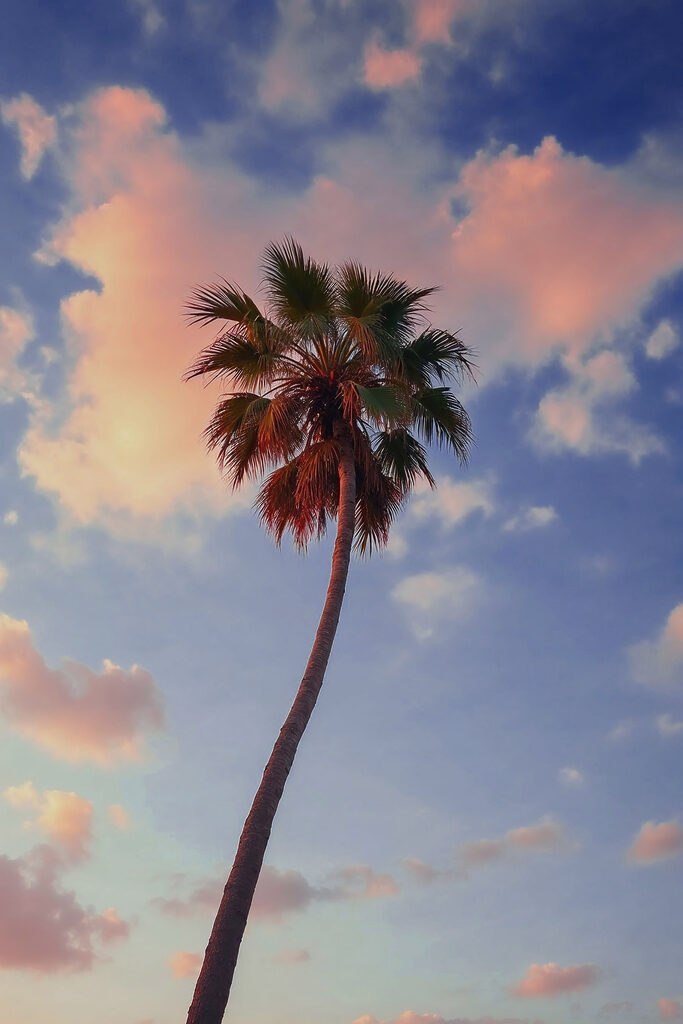 Palm tree with blue sky and clouds