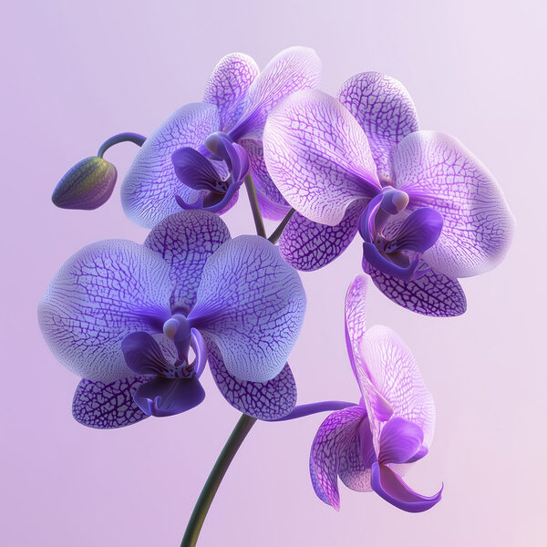 Fleur d'orchidée violette et blanche Fleur d'orchidée violette et blanche