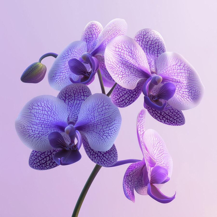Fleur d'orchidée violette et blanche Fleur d'orchidée violette et blanche