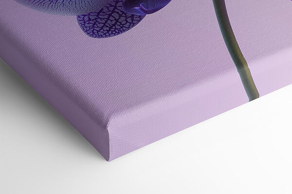 Fleur d'orchidée violette et blanche Fleur d'orchidée violette et blanche