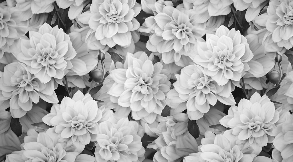 Groupe de fleurs blanches Groupe de fleurs blanches