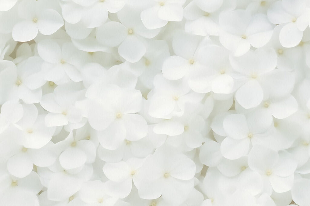 Groupe de fleurs blanches Groupe de fleurs blanches