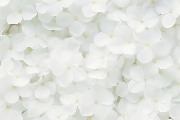Groupe de fleurs blanches Groupe de fleurs blanches