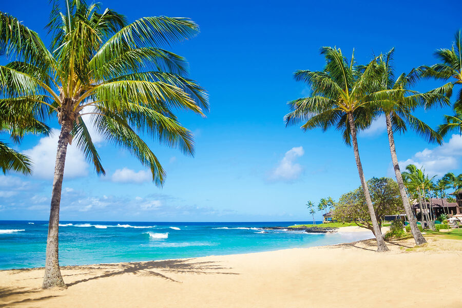 Palmiers sur une plage Palmiers sur une plage