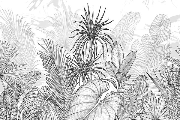 Dessin de plantes en noir et blanc Dessin de plantes en noir et blanc