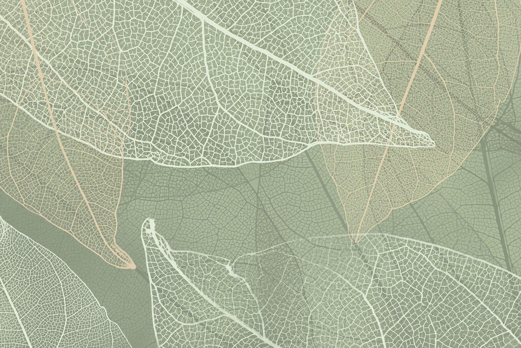 Motifs délicats de la nature Motifs délicats de la nature