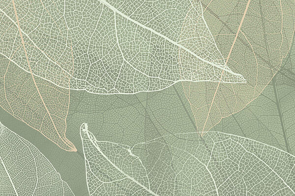Motifs délicats de la nature Motifs délicats de la nature