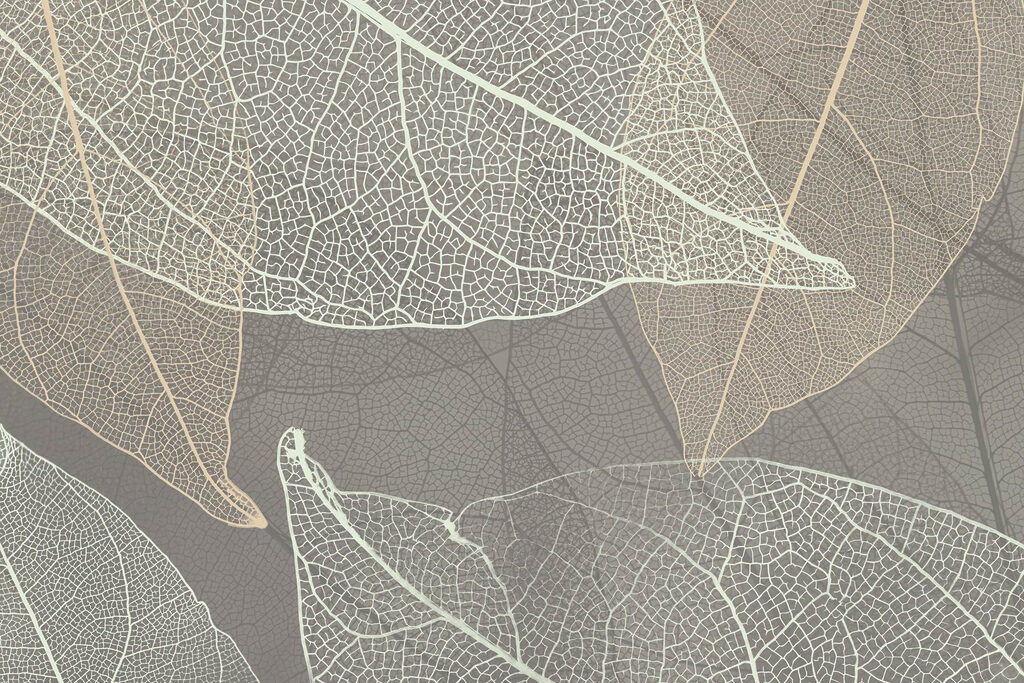 Motifs délicats des nervures des feuilles Motifs délicats des nervures des feuilles