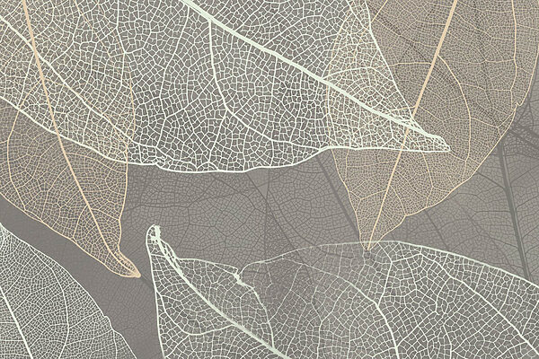 Motifs délicats des nervures des feuilles Motifs délicats des nervures des feuilles