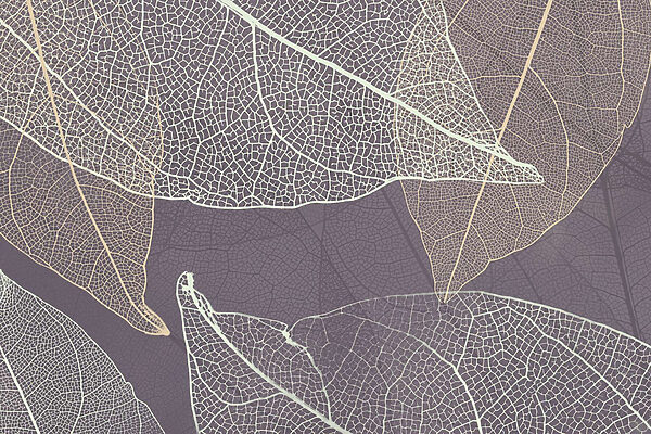 La nature révèle les délicats motifs des feuilles. La nature révèle les délicats motifs des feuilles.