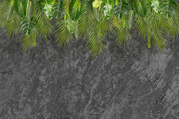 Groupe de feuilles vertes sur fond gris Groupe de feuilles vertes sur fond gris