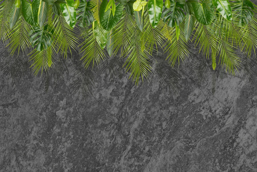 Groupe de feuilles vertes sur fond gris
