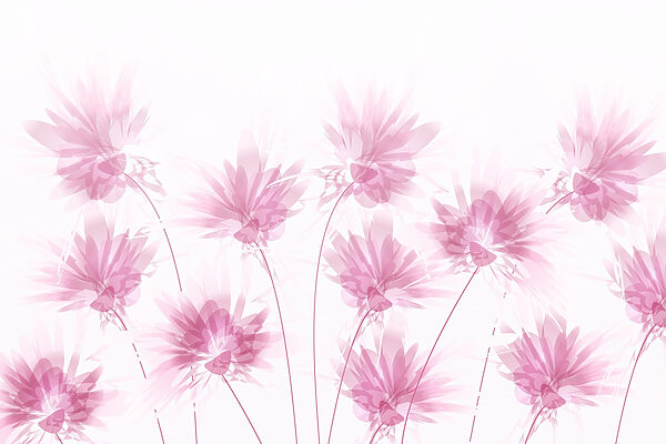 Groupe de fleurs roses w02561p 600x400 - Groupe de fleurs roses