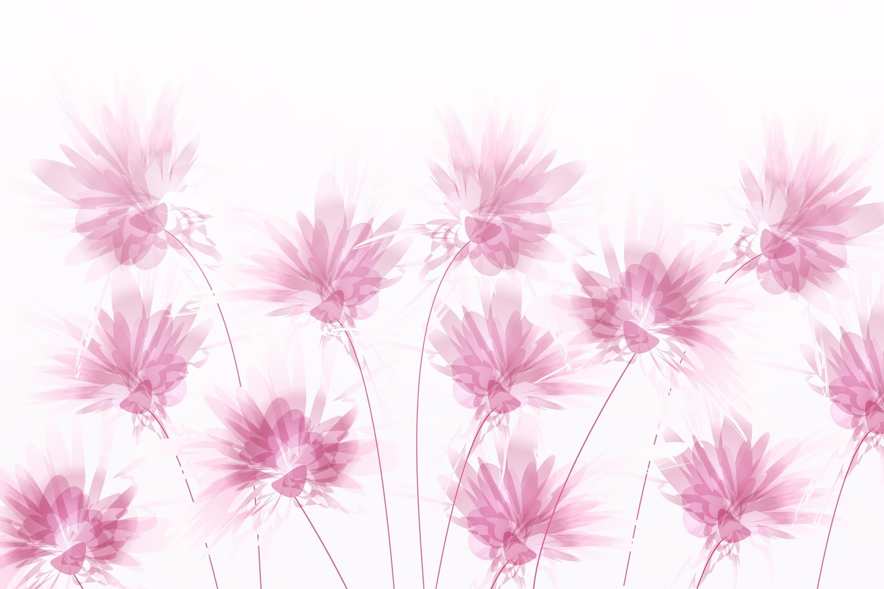 Groupe de fleurs roses w02561p - Groupe de fleurs roses