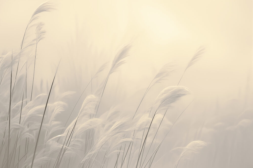 Herbes douces dans une lumière tamisée Herbes douces dans une lumière tamisée